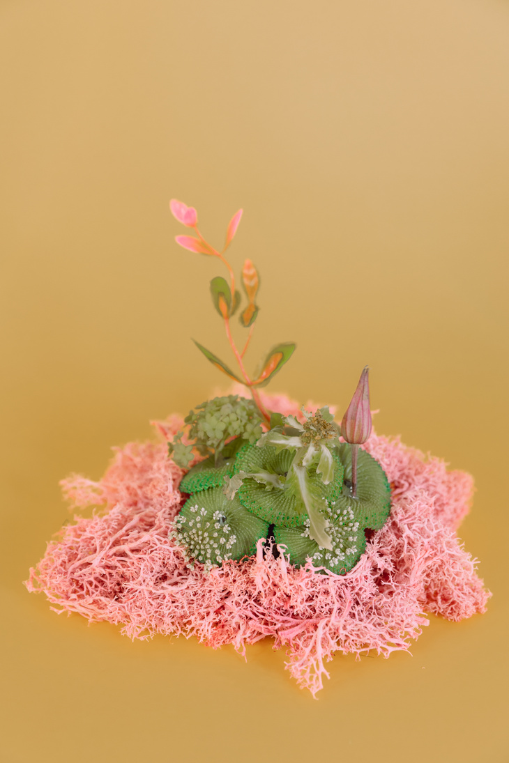 Pink and Green Flowering Plant on Orange Background